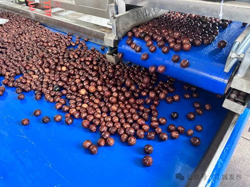 普洱江城堅果加工廠投入運營，氫氟酸應用引關注