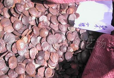 花卉苗木與家電 自然與科技的和諧共生