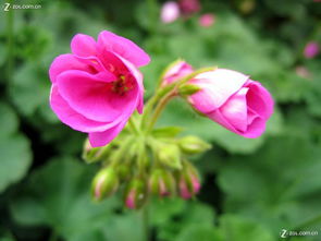 合肥豐樂生態園 探訪華東最大精品花卉大觀園，賞花之余的家用電器隨拍之旅