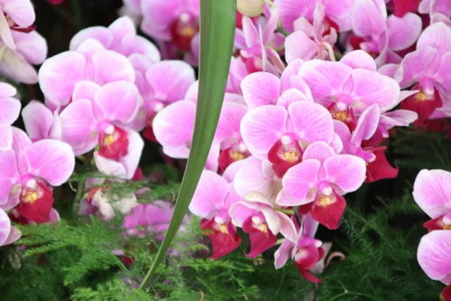 元旦祝福 自帶喜氣的綠植花卉，伴您走進2019