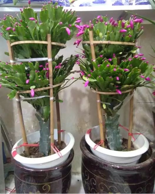 吉祥綠植添喜氣，如意花卉送實惠——綠蘿盆景與托盤組合大讓利