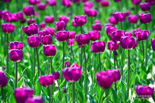 春之使者 郁金香，機械鏡頭下的生命禮贊